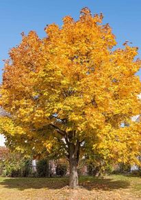 Norway Maple Tree 4ft 1m