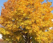 Norway Maple Tree 4ft 1m