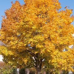 Norway Maple Tree 4ft 1m