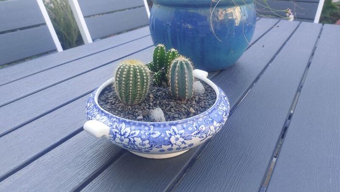 Fabulous Vintage Arklow Pottery Blue and White Tureen with Cacti Garden - A Fabulous Unique and Decorative Item for Display Indoors