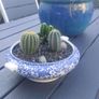Fabulous Vintage Arklow Pottery Blue and White Tureen with Cacti Garden - A Fabulous Unique and Decorative Item for Display Indoors Image 7