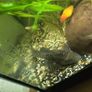 2 Pleco size around 13cm for sale or exchange for some plants or shrimp Image 3