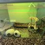 Fish tank Fluval Image 5