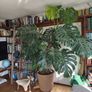 Monstera plant large Image 2