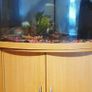 Aquarium Image 4