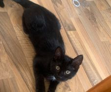 kitten black white spot under head& belly