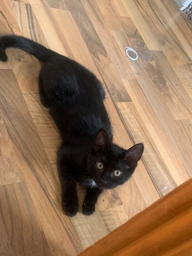 kitten black white spot under head& belly