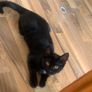 kitten black white spot under head& belly Image 2
