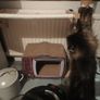 cat scratcher TV shape Image 2