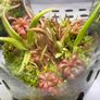 Aqua-Art VivoVerde Microterrarium with insectivorous plants 2L - ver3 Image 3