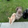 Baby Rabbits Image 4