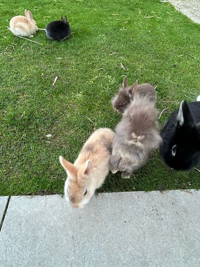Baby Rabbits