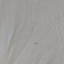Cotton 8/9 years old t shirt Image 2
