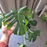 Monstera Image 2