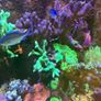 Reef Corals Image 2