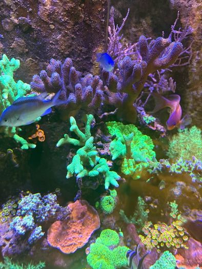 Reef Corals