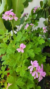Geranium Lemon. Scented edible plant.