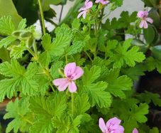 Geranium Lemon. Scented edible plant.