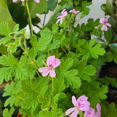 Geranium Lemon. Scented edible plant.