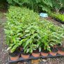 Portuguese Laurel Hedging Plants Image 10
