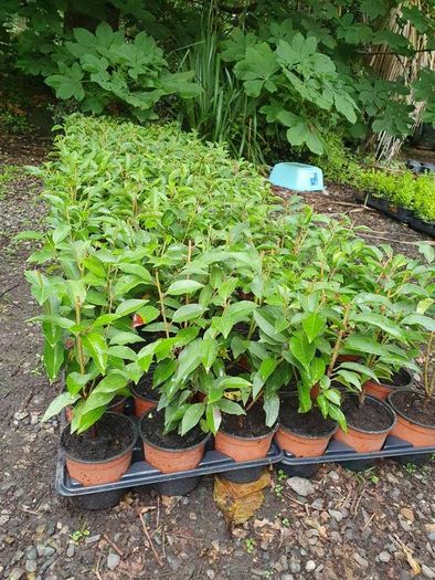 Portuguese Laurel Hedging Plants