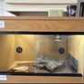 Reptile Tank/ starter kit Image 2