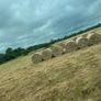 Hay for sale Image 2