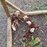 hens Image 2