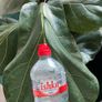 Large Fiddle Leaf Fig plant Image 4