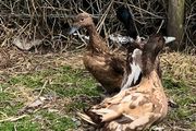 khaki campbell drakes and duck
