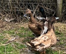 khaki campbell drakes and duck