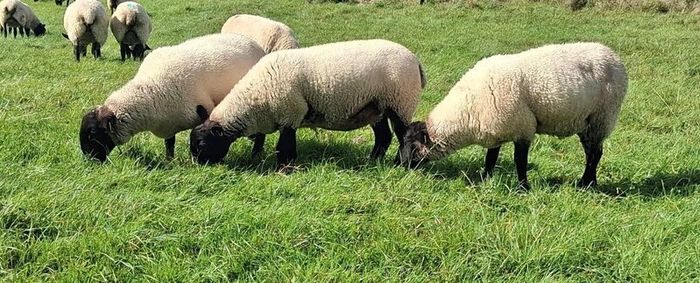 Suffolk Mule Ewe Hoggets