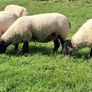 Suffolk Mule Ewe Hoggets Image 2