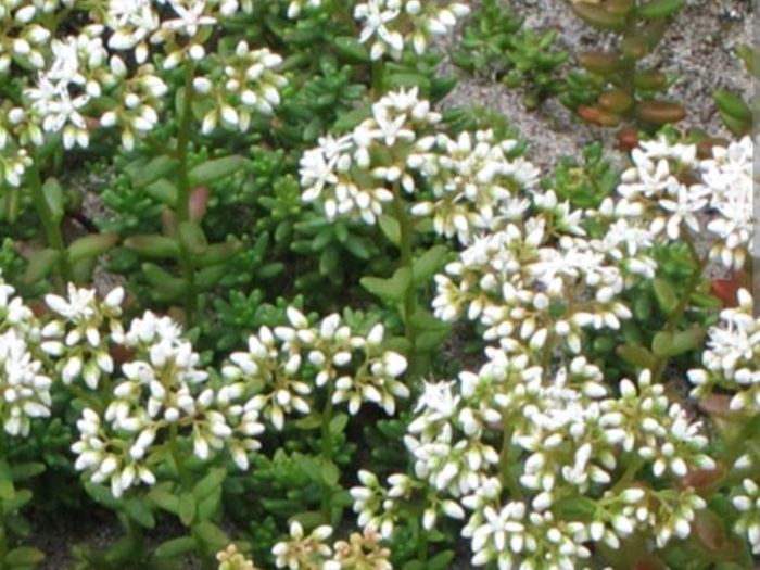 White stonecrop