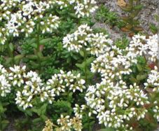 White stonecrop