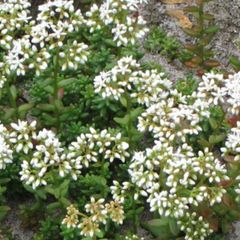 White stonecrop