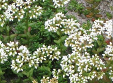 White stonecrop