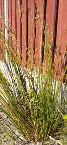 Ornamental Grass