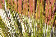 Ornamental Grass