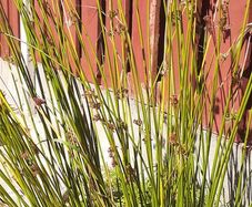 Ornamental Grass