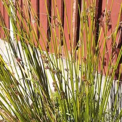 Ornamental Grass
