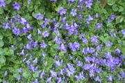 Campanula
