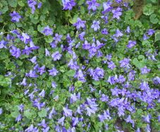Campanula
