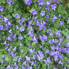 Campanula