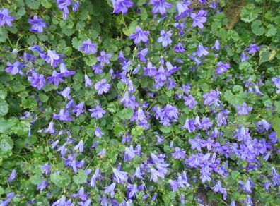 Campanula