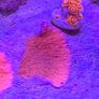 Green Montipora Image 3