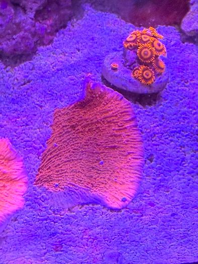 Green Montipora