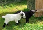 Pygmy Goat Wethers