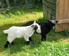 Pygmy Goat Wethers