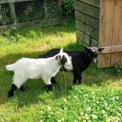 Pygmy Goat Wethers